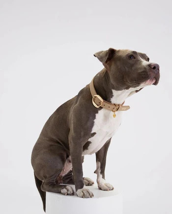 designer dog collars - Posh Puppy Boutique

